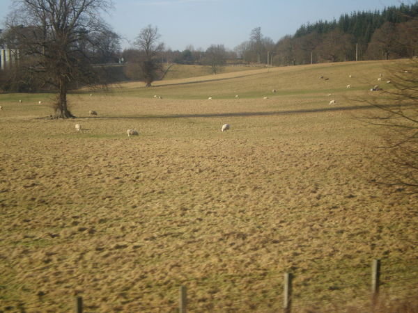lots of sheep