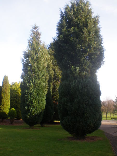 weird Scottish trees