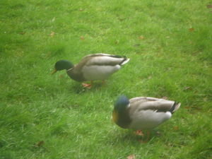 the ducks right outside my window