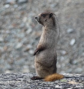 More marmot
