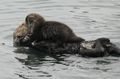 Sea otter & the pup