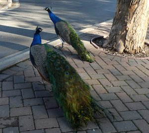 Free-range peacocks