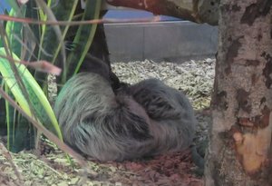 Sleeping sloth