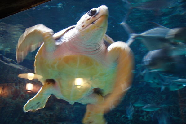 Turtle at Georgia Aquarium