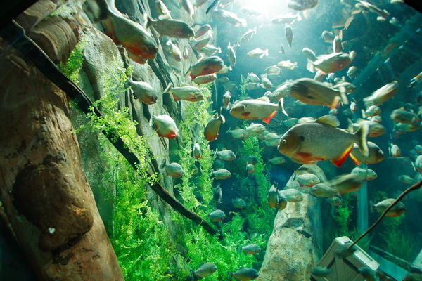 Pirahna at Georgia Aquarium
