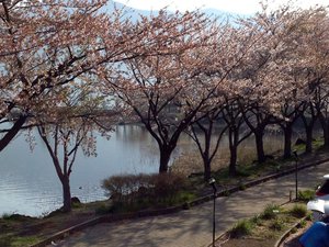 Cherry blossom near the finish