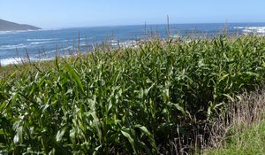 Corn field on the beach?