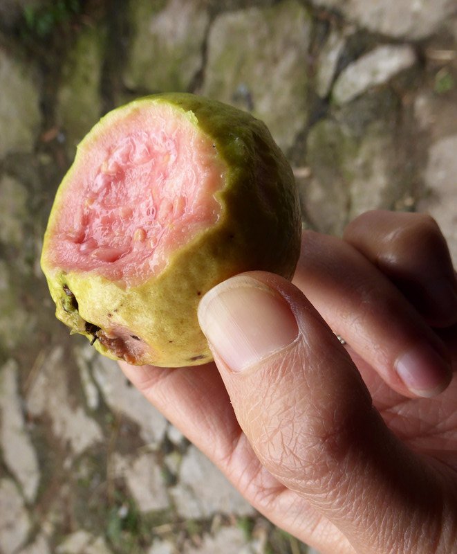Guava off the tree, yum!