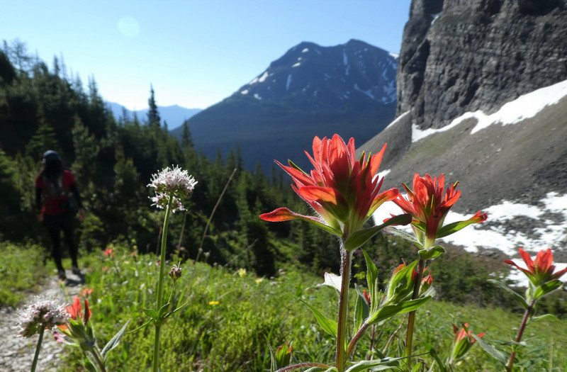 More wild flowers