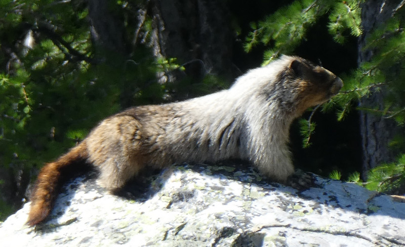 Marmot sighting!