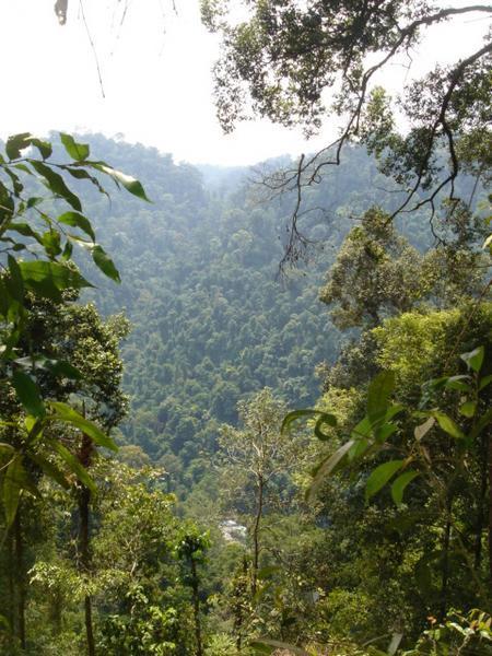 Rainforest, Sumatran styleee