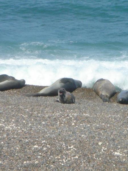 Elephant Seals, Valdes peninsular