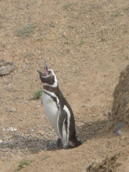 Magdellenic Penguin
