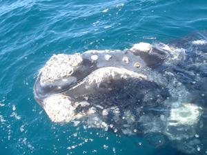 Whale calf, Puerto Madryn