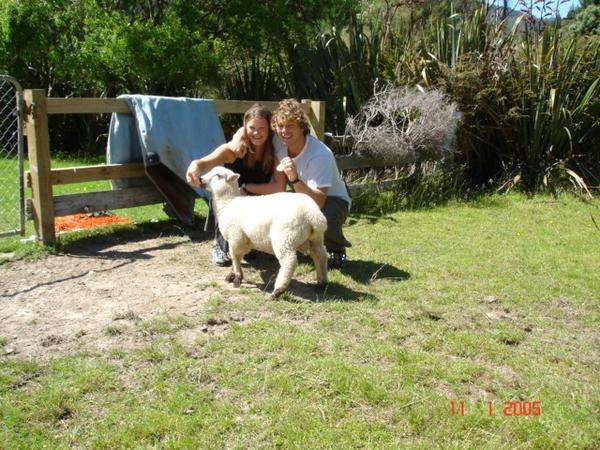 Down on the farm with Alvin the Sheep