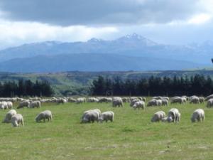 Typical South Island scene - mountains, sheep, nothing else