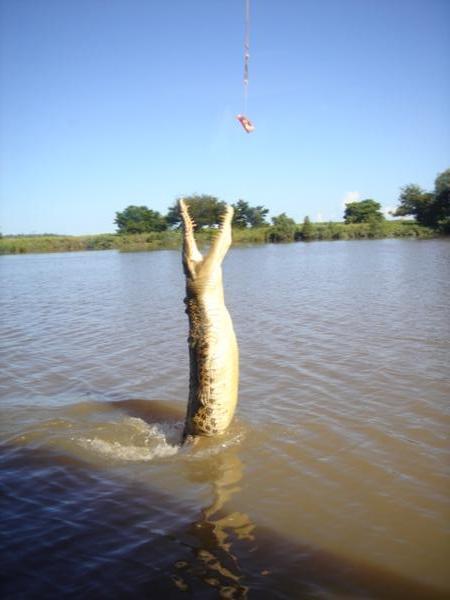 Jumping Crocs - Northern Territory