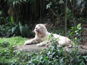 Singapore Zoo 123