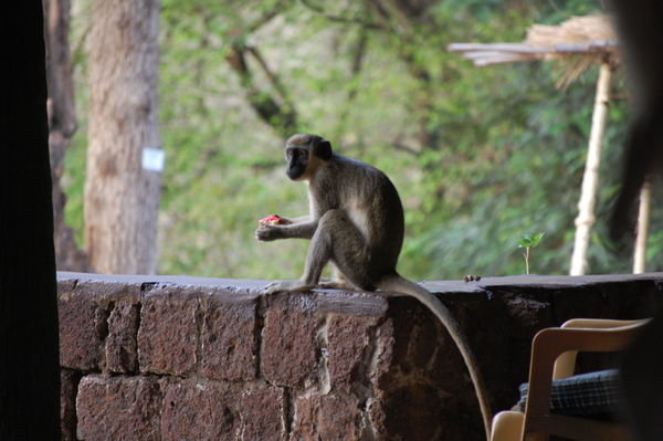Monkey Eating Laini's Breakfast