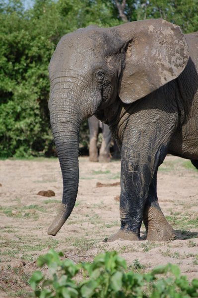 Profile of Tuskless Elephant | Photo