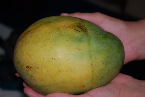Ginormous Mango