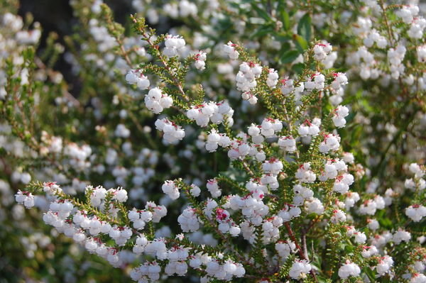 Kirstenbosch flowers