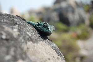 Lizard on a Rock