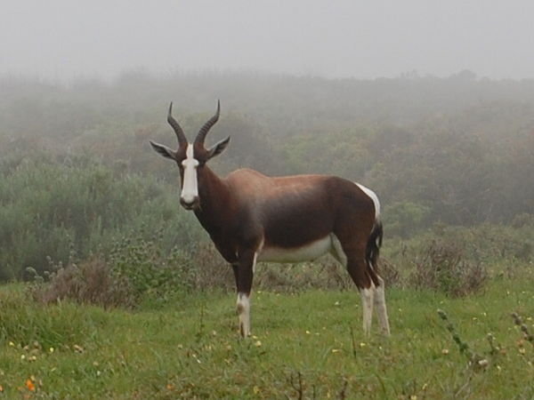 Steenbok in the Mist