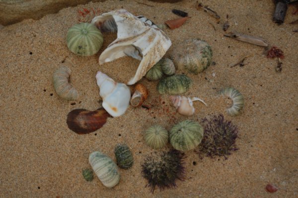 Shells on Hamburg Beach