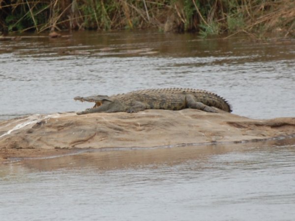 Nile Croc