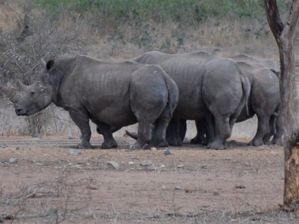Wide Lipped Rhino (aka White Rhino)
