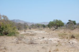 Kruger Landscape