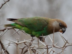 Greenbacked Parrot