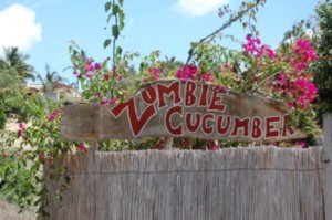 Zombie Cucumber Backpackers