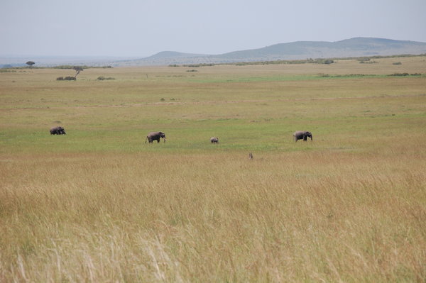 Elephants Walking Across the Masai Mara