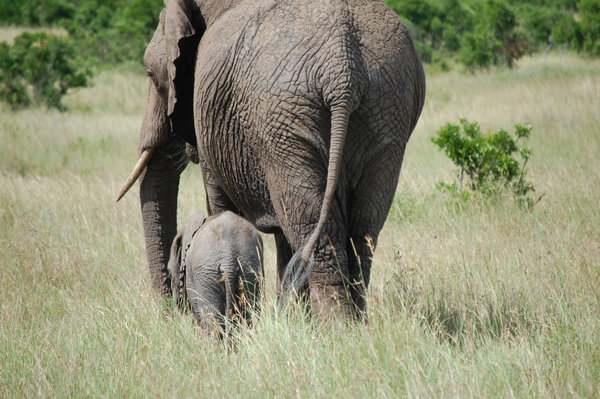 Mama and Baby Elephants