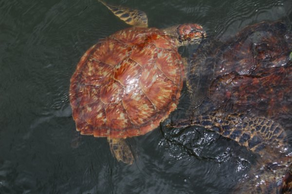 The Nungwe Turtle Sanctuary
