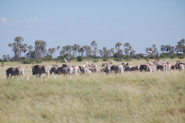 Migrating Zebra near Ntwetwe Pan