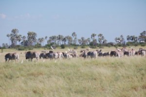 Migrating Zebra near Ntwetwe Pan
