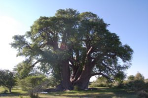 The Seven Sisters Baobab