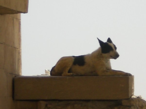 A Sphinx-dog