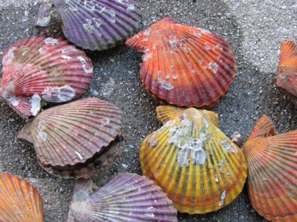 Colorful clams deals