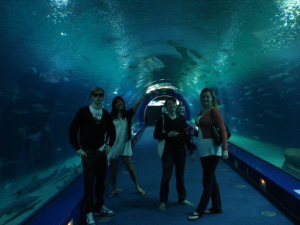 Inside the aquarium, under the sharks!
