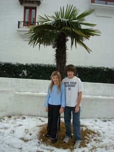 Snowy palm trees