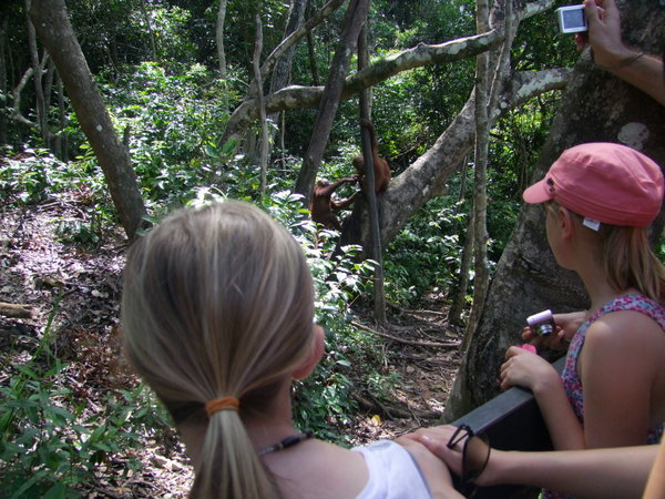 Anika checking out the orangutans
