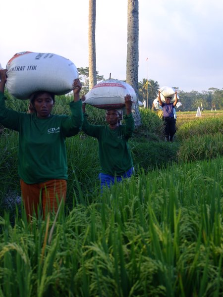 Carrying the Rice Harvest