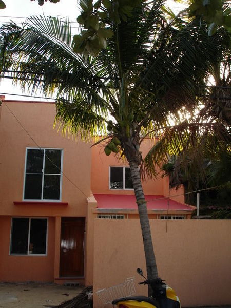 Maison et palmier