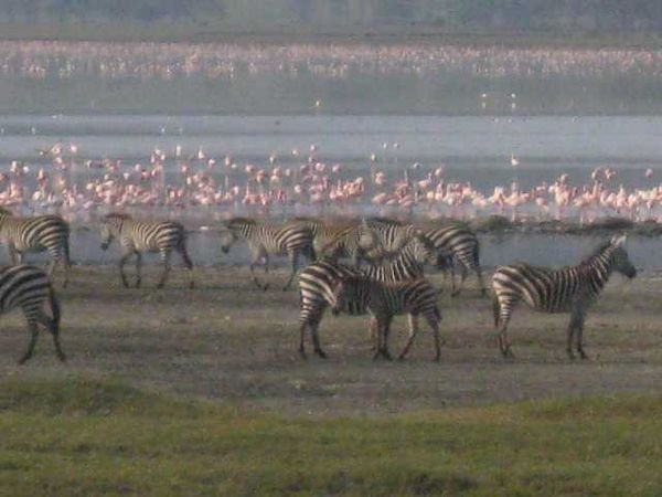 flamingo and zebra in ngorongoro