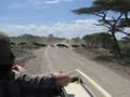 migrating wildebeast