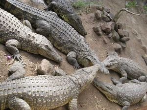 crocs at the snake park
